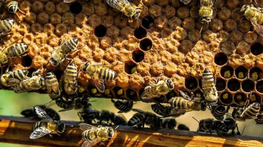मधुमक्खी पालन का करते हैं बिजनेस तो जल्द कर लें ये काम, वरना होगा बड़ा नुकसान