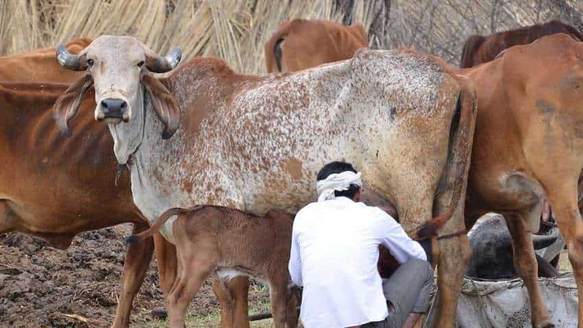 इस राज्य में शुरू हुई देसी गायों के बीच दूध देने की प्रतियोगिता, सबसे ज्यादा दूध देने वाली गाय को मिलेगा ₹51 हजार का इनाम