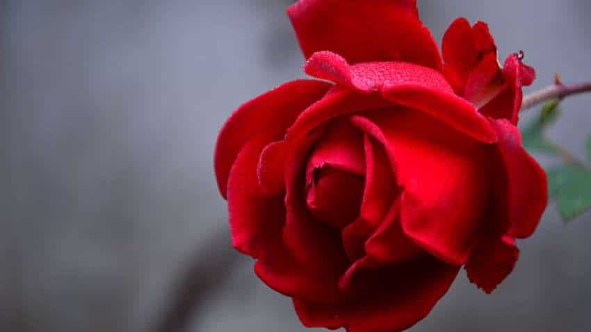 Rose Day 2023 Wishes: रोज डे पर अपनों को भेजें संदेश, शायरी में कहें दिल की बात