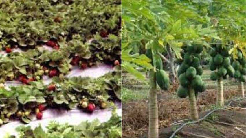परंपरागत खेती को छोड़ किसान ने शुरू की स्ट्रॉबेरी और पपीता की खेती, कमा रहे ₹10 लाख से ज्यादा