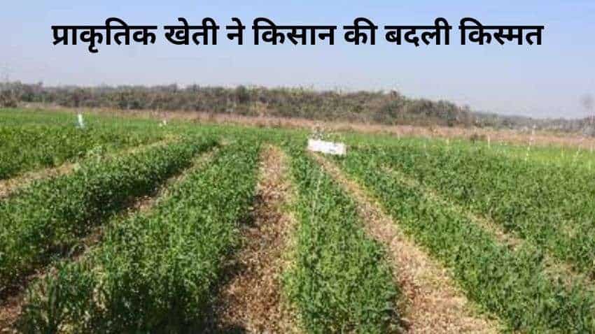 प्राकृतिक खेती ने युवा किसान की बदली किस्मत, 15 हजार खर्च कर कमा लिया ₹4 लाख