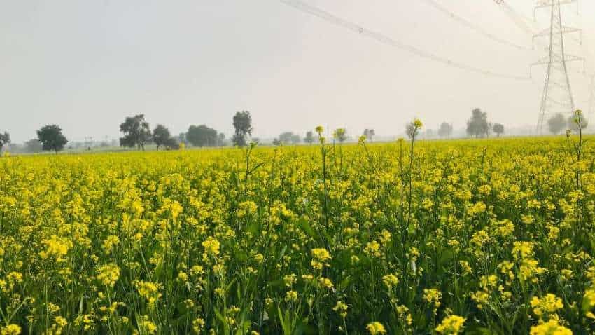 क‍िसानों की बल्ले-बल्ले! इस राज्य में आज से MSP पर चना, मसूर और सरसों की खरीदी शुरू, जानिए पूरी डीटेल