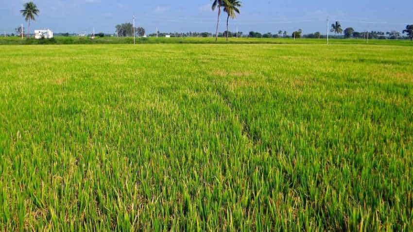 धान नहीं इस फसल की खेती को बढ़ावा देगी पंजाब सरकार, बीज पर मिलेगी 33% सब्सिडी, किसानों की बढ़ेगी कमाई