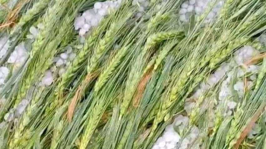 बेमौसम बारिश से किसानों का नहीं होगा 'आटा गीला', गेहूं उत्पादन पर सरकार ने दिया बड़ा बयान