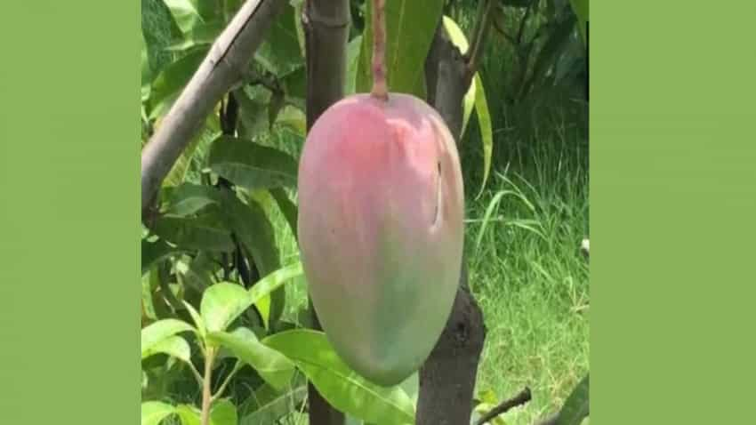 Most Expensive Mango: दुनिया का सबसे महंगा आम, जिसकी कीमत इतनी कि जानकर पैरों तले खिसक जाएगी जमीन 