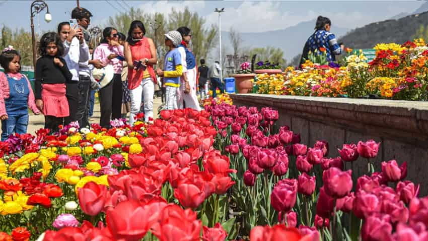 In Pics: सैलानियों से गुलजार हुआ एशिया का सबसे बड़ा ट्यूलिप गार्डन, अद्भुत है 16 लाख फूलों से सजे इस बाग का नजारा