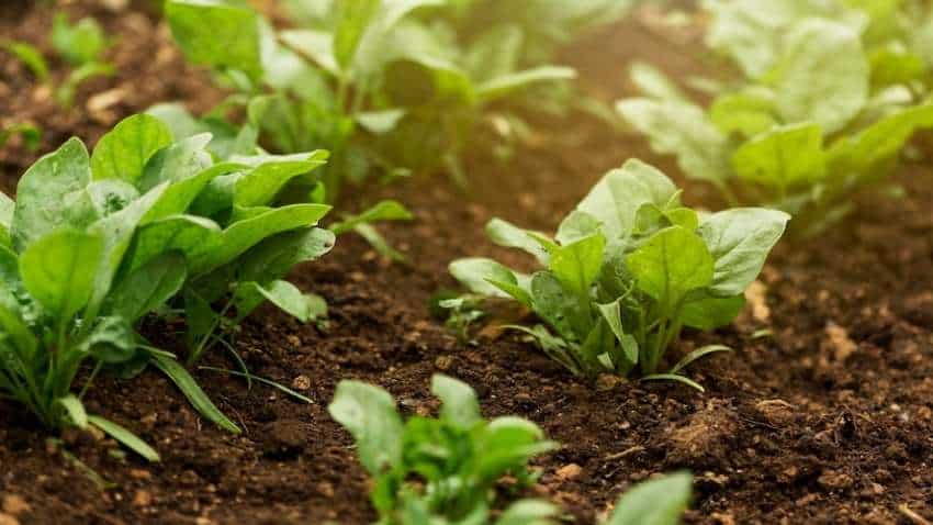 Organic Farming: जैविक खेती करने पर फ्री में मिलेंगे 6500 रुपये, जानें सरकार का पूरा प्लान
