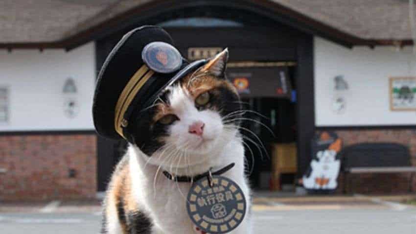 बिल्ली को बनाया स्टेशन मास्टर! गजब का है ये रेलवे स्टेशन, जहां 'ग्रेजुएट' बिल्लियों के इशारों पर होता है सारा काम