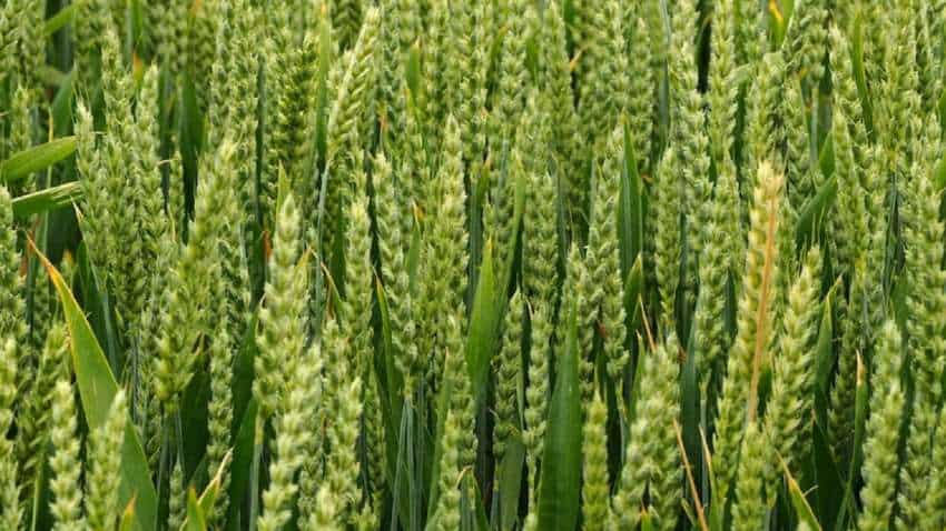 Zaid crops: गर्मियों की फसल का रकबा घटकर 65.29 लाख हेक्टेयर पर, मोटे अनाज का रकबा बढ़ा