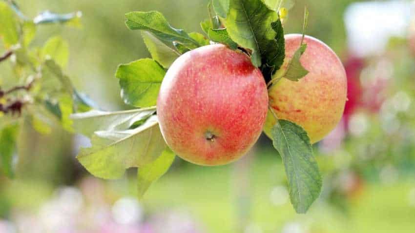 सस्ते आयात से सेब किसानों को नहीं मिल रहा वाजिब दाम, इम्पोर्ट ड्यूटी 100% करने की मांग