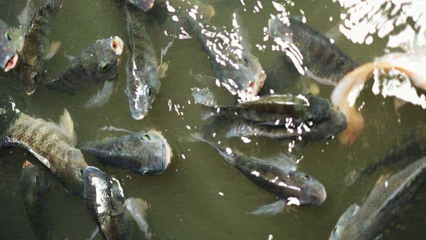 Fish Farming fish-farming