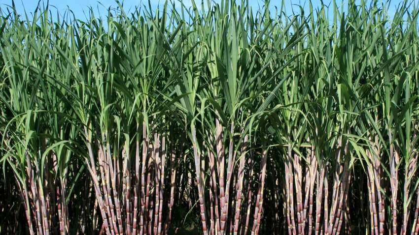 https://www.zeebiz.com/hindi/economy/agriculture/dhanuka-agritech-launches-new-herbicide-tizom-to-control-weeds-in-sugarcane-crop-143173