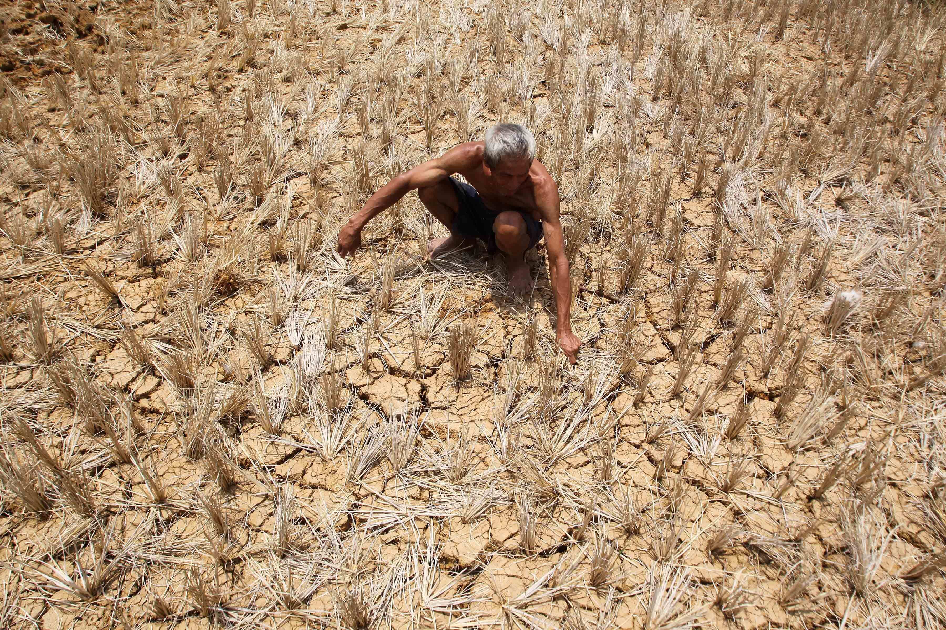 Rainfall in drought-hit states in next three-five days: Indian Meteorological Department