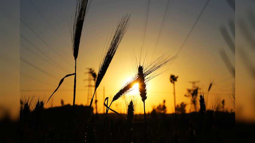 Fertiliser sectors' profits to grow despite price cut