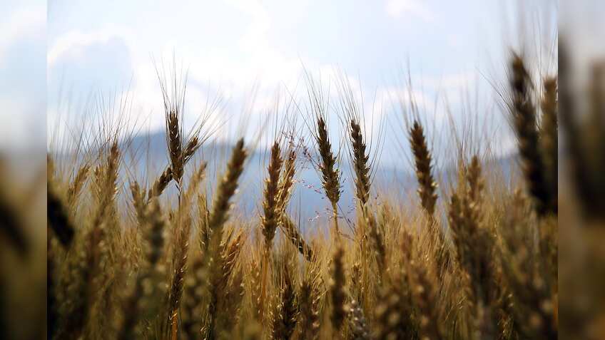 Sowing under Rabi crops rise by 6%, rice drops