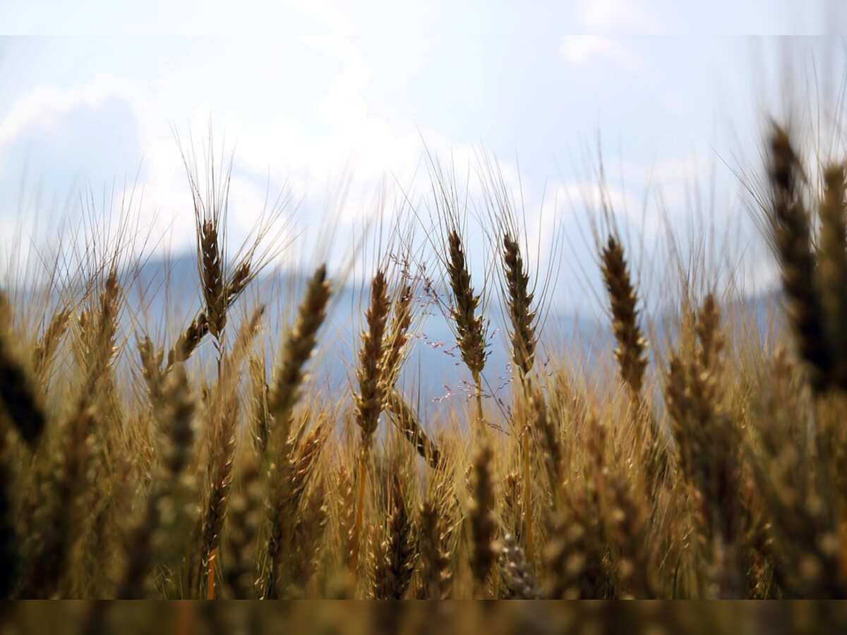 Sowing under Rabi crops rise by 6%, rice