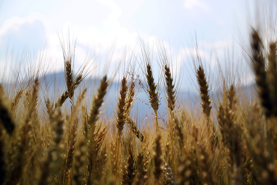 Sowing under Rabi crops rise by 6%, rice drops