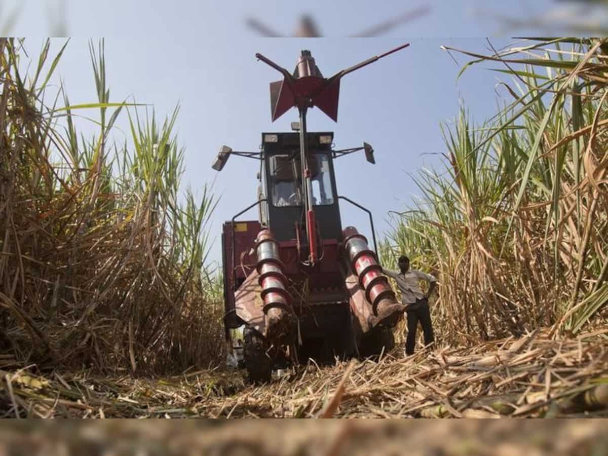 Sugar mills shut early as drought hits cane