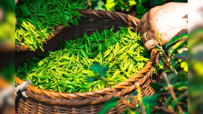 Tata Global Beverages to sell stake in Zhejiang Tata Tea for Rs 33 crore