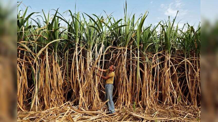 India's sugar output down 5.3% year-on-year in three-and-half months: Trade body