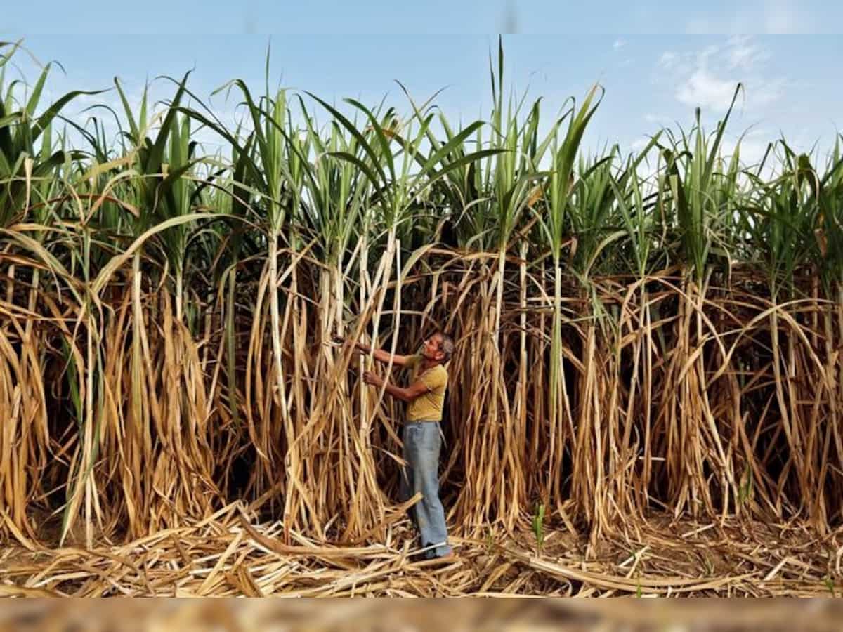 India&#039;s sugar output down 5.3% year-on-year in three-and-half