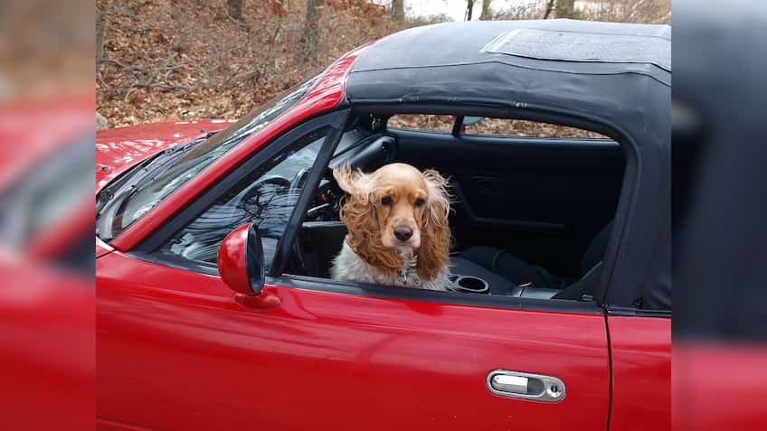 Phone, cabbage, puppies? Uber’s ‘Lost & Found’ directory features exceptional items