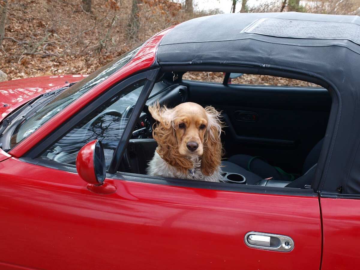 Phone, cabbage, puppies? Uber’s ‘Lost &amp; Found’ directory
