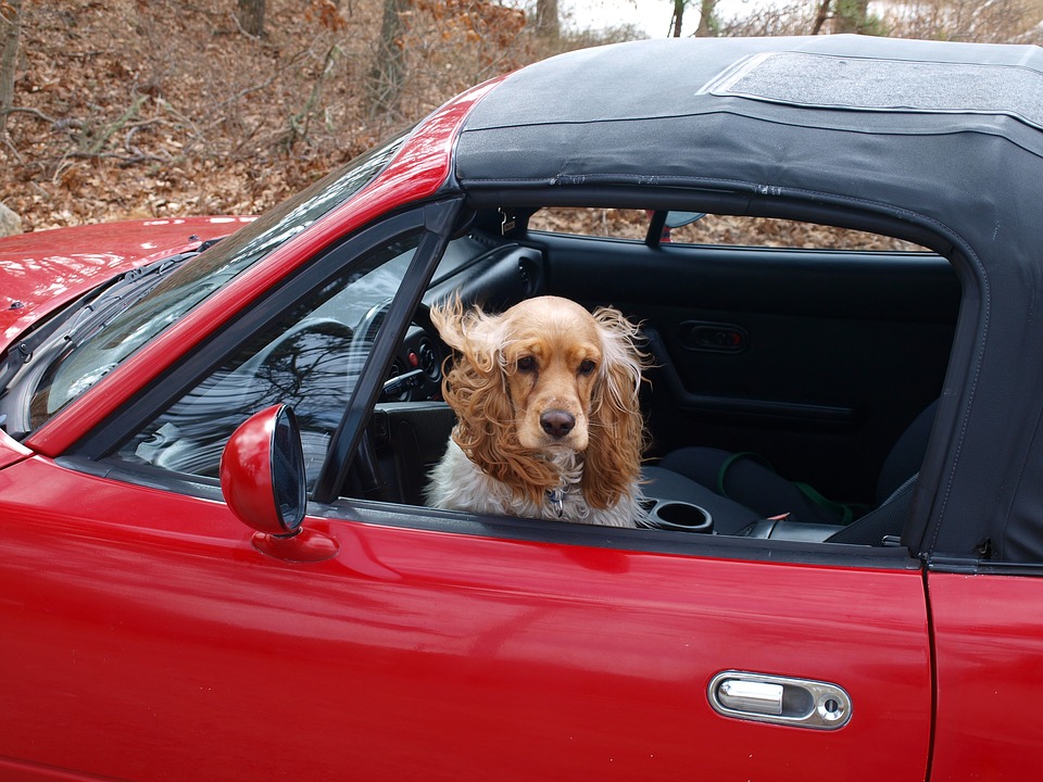 Phone, cabbage, puppies? Uber’s ‘Lost & Found’ directory