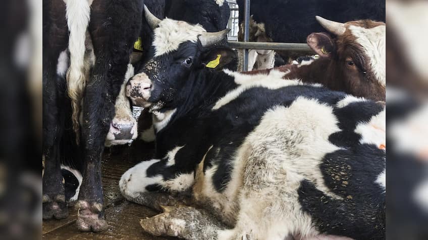 Aadhaar numbers for cows? Govt says UID needed to curb cattle trafficking