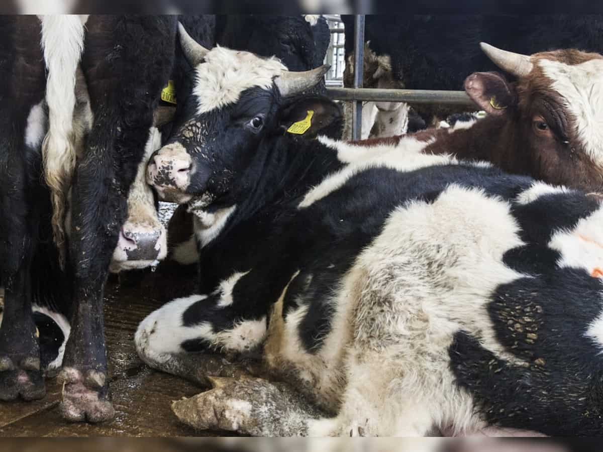 Aadhaar numbers for cows? Govt says UID needed