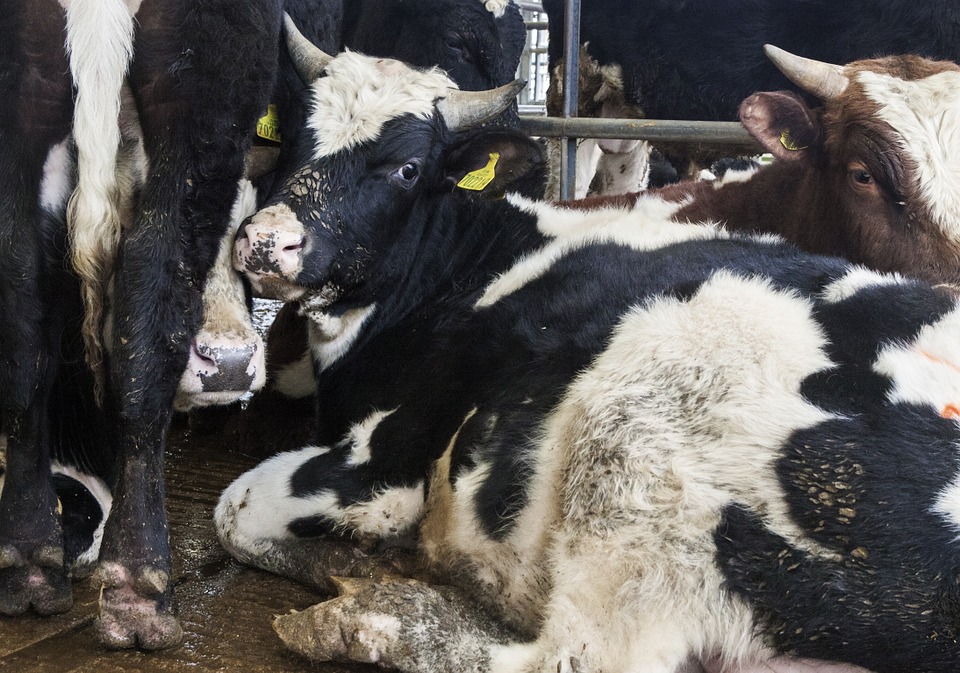 Aadhaar numbers for cows? Govt says UID needed to curb cattle trafficking