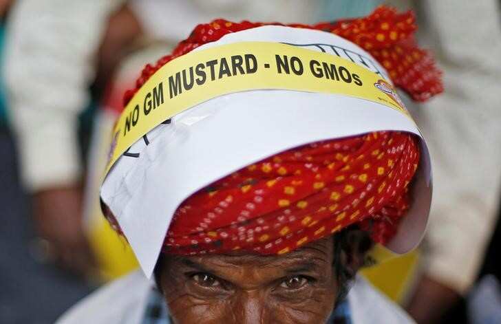 India's regulator clears use of GM mustard, final approval awaited