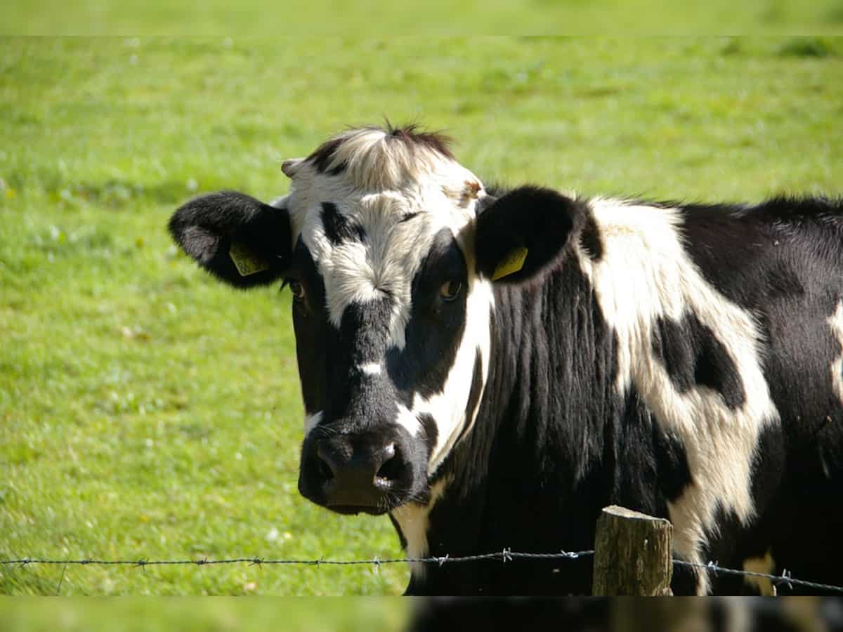 Cow slaughter ban: India may import American hides