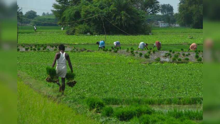  R&D needed to sustain agricultural productivity growth, says survey