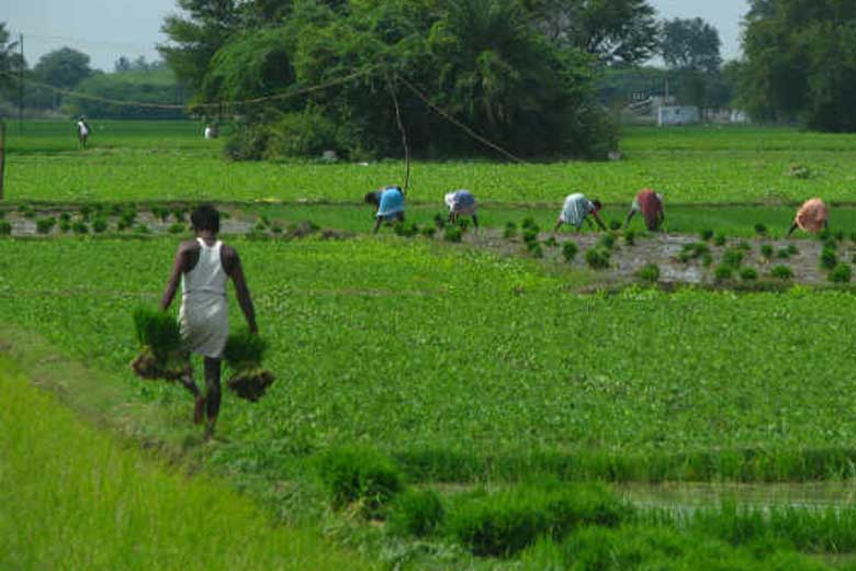 R&D needed to sustain agricultural productivity growth,