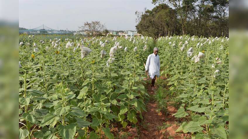 Govt mulling Rs 500cr market assurance scheme to help farmers