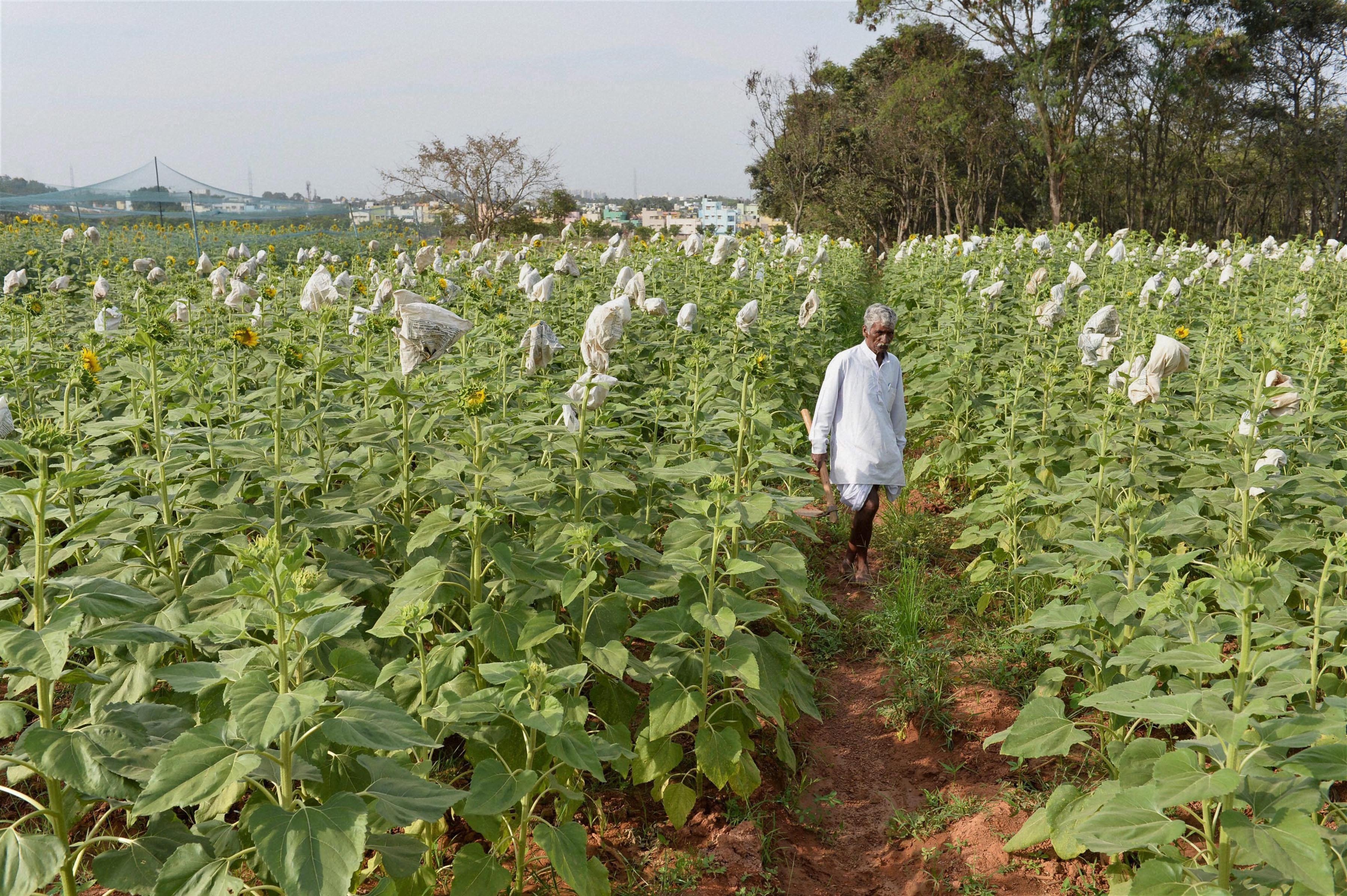 Govt mulling Rs 500cr market assurance scheme to help farmers