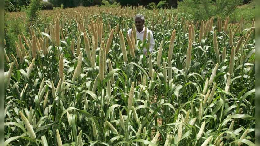 China to launch anti-dumping investigation into US sorghum imports