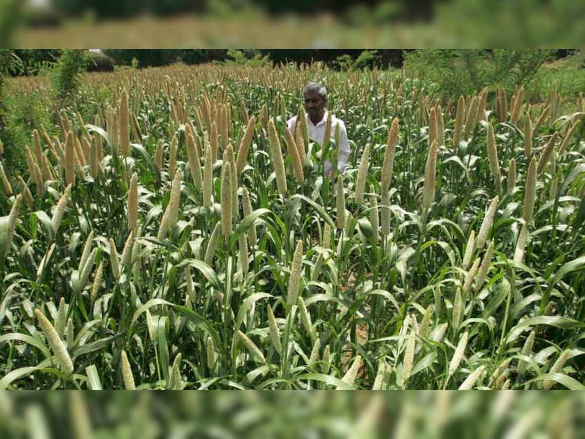 China to launch anti-dumping investigation into US sorghum
