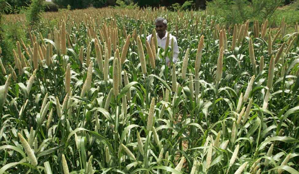 China to launch anti-dumping investigation into US sorghum imports
