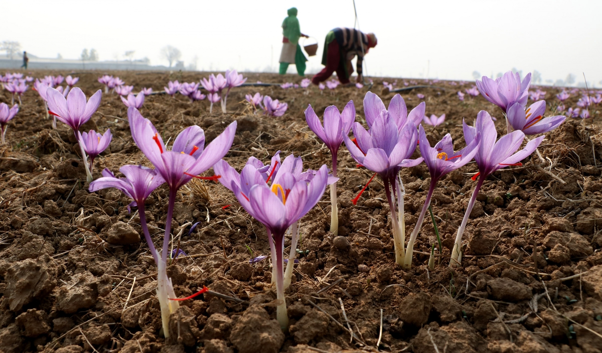 Farmers' incomes have declined 1.38% since 2014: Yashwant Sinha