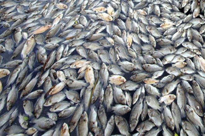 Selling fish digitally? See how 'Smartfish' sales are booming in this state