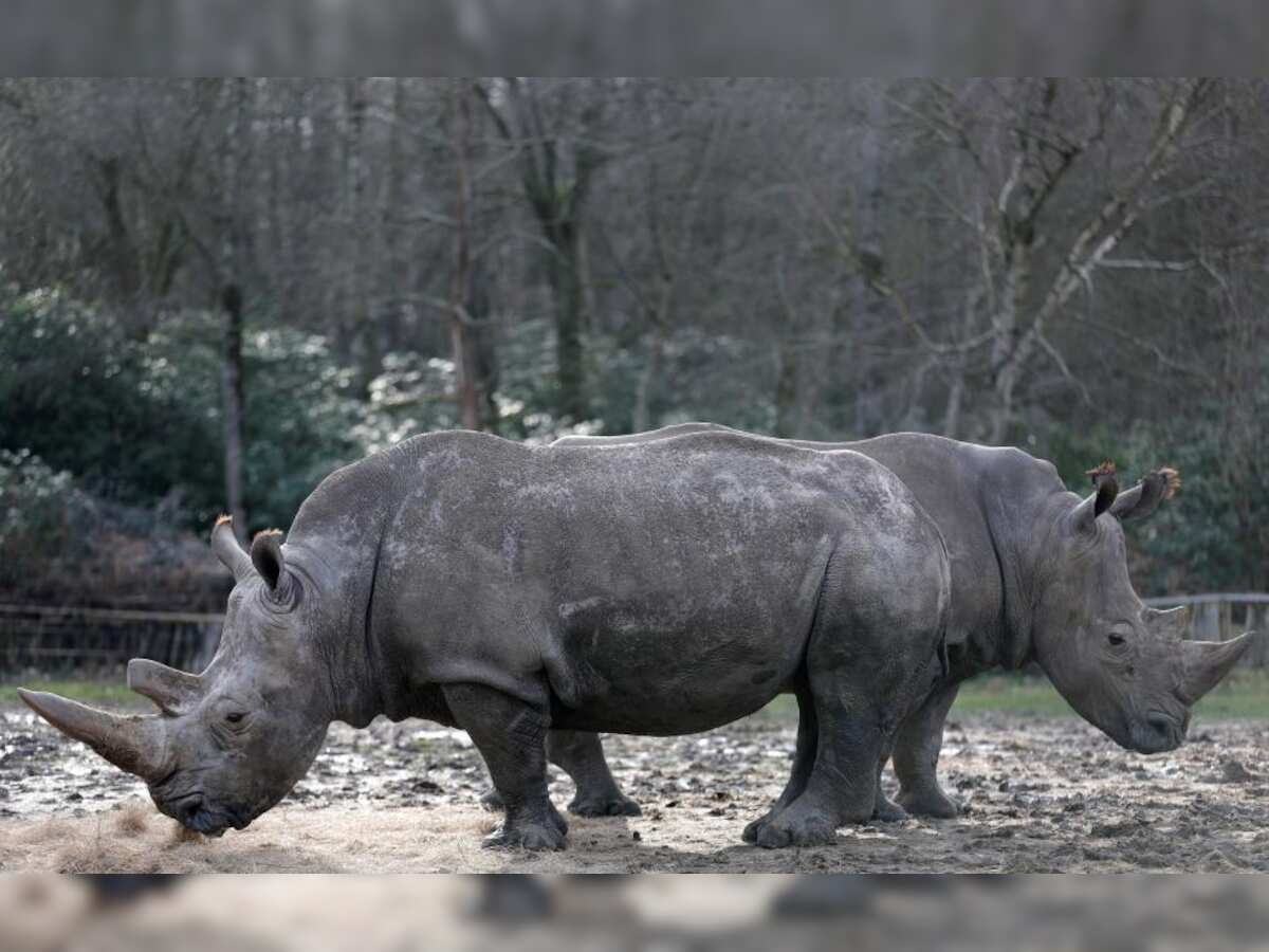 Last male northern white rhino dies