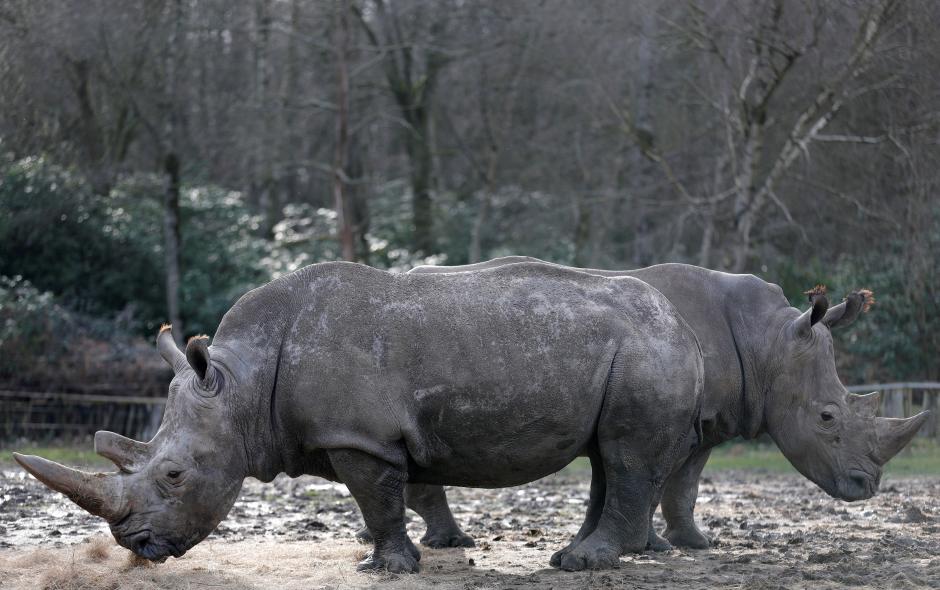 Last male northern white rhino dies