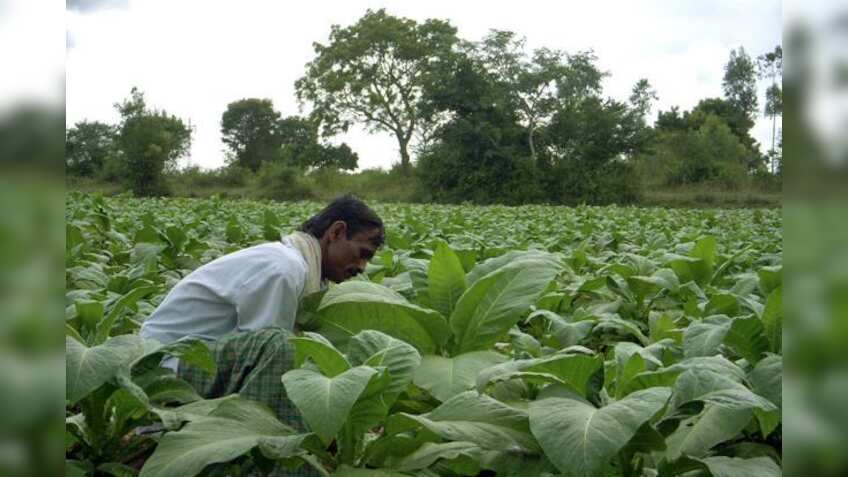 Viral video of this farmer destroying his cauliflower crop is a must-watch