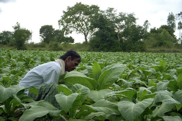 Viral video of this farmer destroying his cauliflower crop is a must-watch