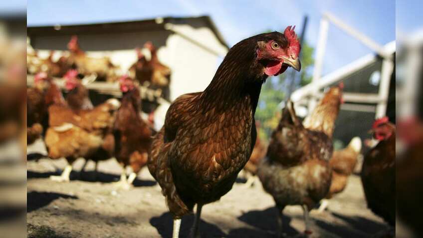 'Kadaknath' app launched to market this special chicken breed by Madhya Pradesh government