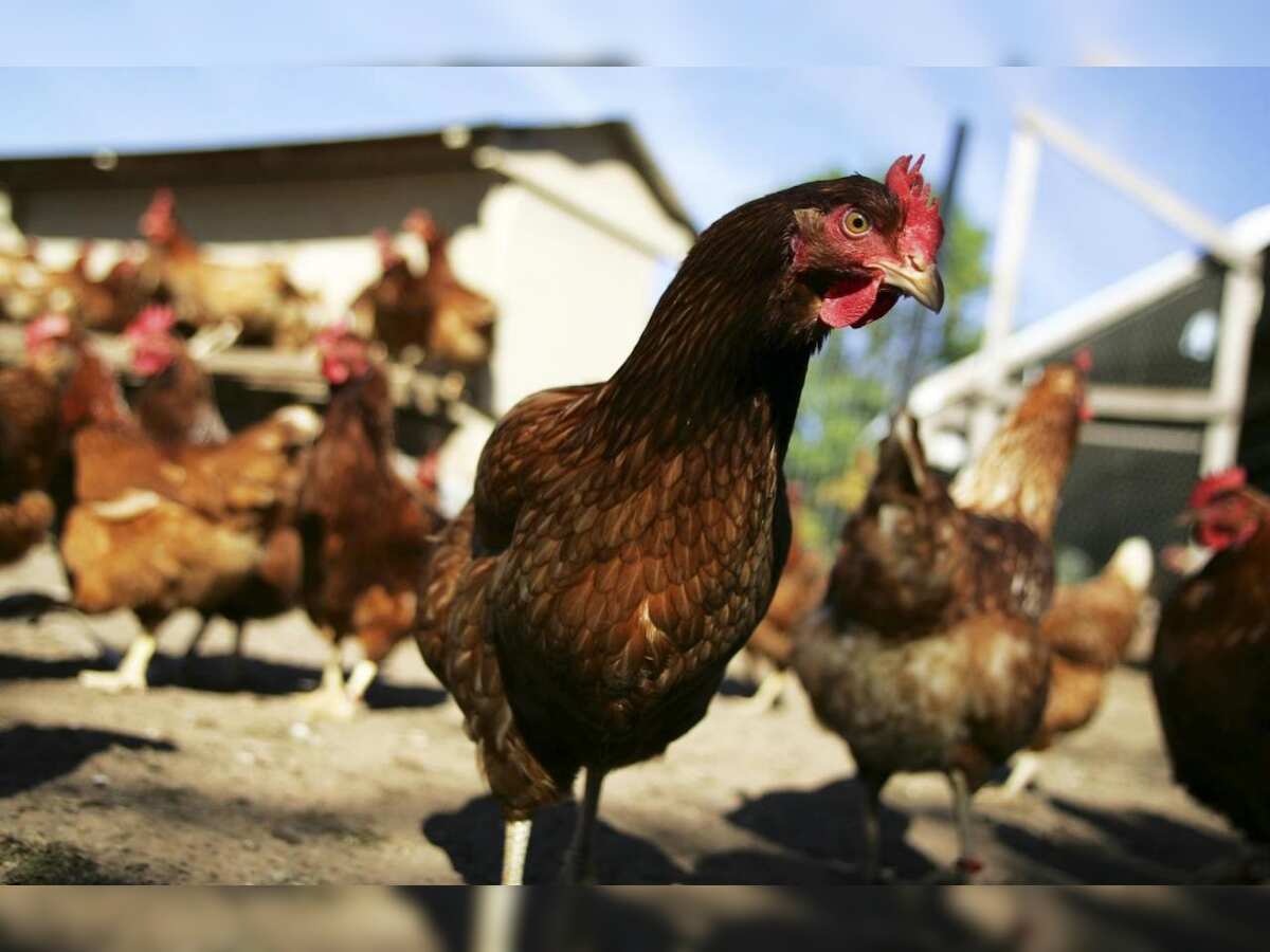 &#039;Kadaknath&#039; app launched to market this special chicken