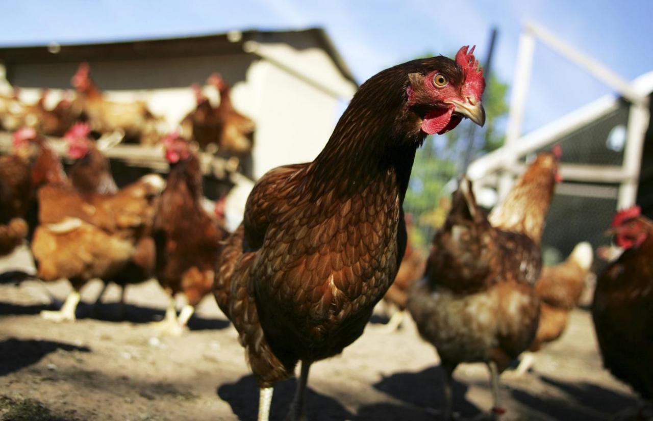 'Kadaknath' app launched to market this special chicken