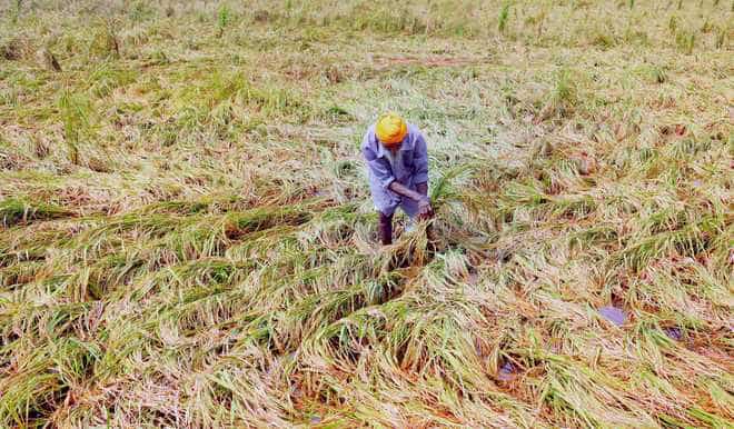 Crop insurance: Centre asks state governments to use technology for timely payment of claims 